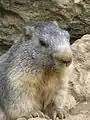 Alp marmotu