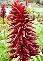 Melianthus major