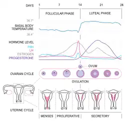 Menstrual sikl