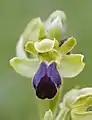 Ophrys sulcata