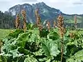 Rumex alpinus