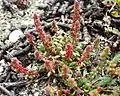 Rumex bucephalophorus