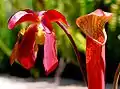 Sarracenia