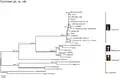 Combined nuclear, plastid and mitochondrial phylogeny of Sarraceniaceae