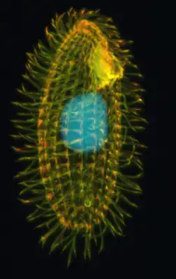 Paramecium aurelia