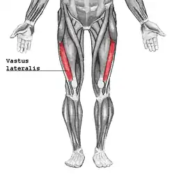 Vastus lateralis