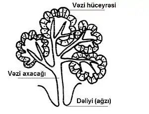 Xarici sekresiya vəzisinin quruluş sxemi: vəzi hüceyrəsi, vəzi axacağı, dəliyi (ağzı)