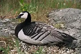 Аҡ муйынлы ҡара ҡаҙ (Branta leucopsis)