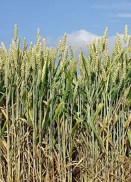 Triticum aestivum