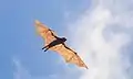 Paniking Giant Golden-Crowned Flying Fox (Acerodon jubatus)