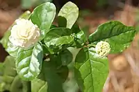 Mga mayong dobleng cultivar ni Jasminum sa burak na may daing-boses na bulaw. ⁇ .double-flowered. ⁇ .Jasminum sambac.