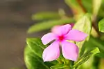 Catharanthus roseus