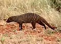 Banded mongoose