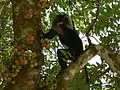 Lion-tailed macaque  জগডুমুর ফল খাচ্ছে