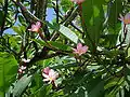 Pink Plumeria – Guadeloupe