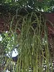 Epiphytic cactus (Rhipsalis paradoxa)