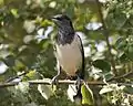 Rosy Starling (Pastor roseus), adult