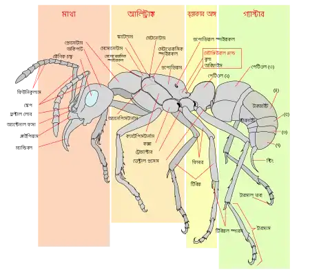 একটি কর্মী পিঁপড়ার রেখাচিত্র