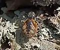 Weibchen mit gelblichem Opisthosoma, gefunden am Ufer des Schwarzen Meeres in Bulgarien.