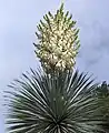 Yucca rostrata Blütenstand