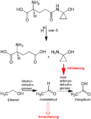 Schema zum Metabolismus des Coprins und des Coprinus-Syndroms