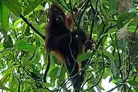 Orang Utan  am Kinabatangan