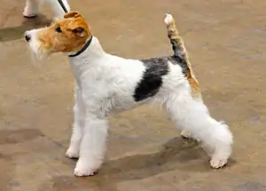 Foxterrier