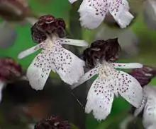 Orchis purpurea am Blassenberg (Großkochberg)