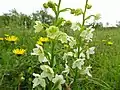 Grünliche Waldhyazinthe (Platanthera chlorantha)