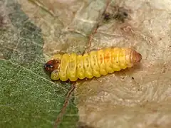 Raupe aus einer geöffneten Blattmine