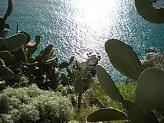 Feigenkakteen am Capo Vaticano