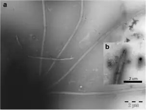 C. triciliatum Å85 (Detail).a: Die vier Geißeln,b: Spitze einer Geißel.