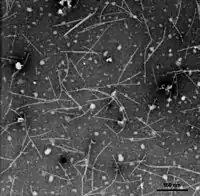 EM-Aufnahme von Virionen des Nar­zis­sen-Mosaik­virus (NMV)