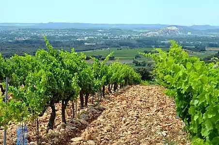 Weinbau in Châteauneuf-du-Pape