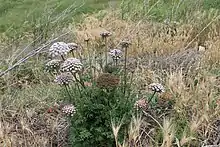 Wilde Möhre (Daucus carota subsp. hispanicus)