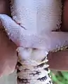 männlicher Leopardgecko