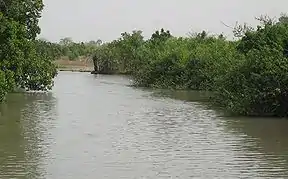 Typische Mangrovenlandschaft in Gambia