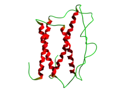 Somatotropin (Bos taurus)