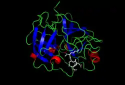 Enteropeptidase