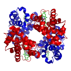 Hämoglobin α-Untereinheit