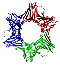 Proliferating-Cell-Nuclear-Antigen