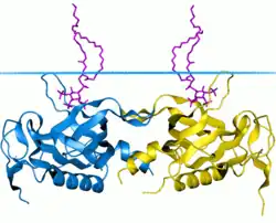 Bruton-Tyrosinkinase