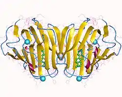 Sexualhormon-bindendes Globulin