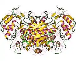 UDP-Glucose-4-Epimerase