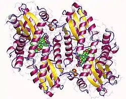 Ferrochelatase