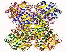 Phosphofructokinase 1