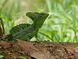 Grüner Basilisk im Nationalpark