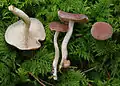 Der Fleischfalbe Trichterling (Clitocybe diatreta) zählt zu den Arten seiner Gattung mit den farbenprächtigsten Fruchtkörpern.