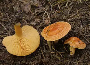 Lärchen-ReizkerLactarius porninsis