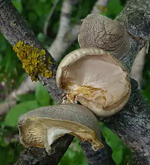 Beschleierter Pappel-SeitlingPleurotus calyptratus